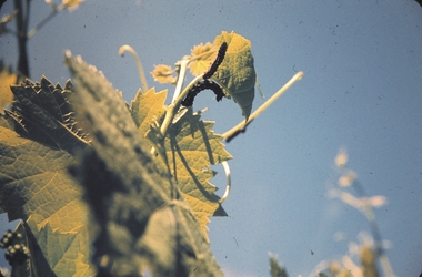 Slide - GARDEN (FLOWERS) 12 HOPE STREET, Nov 1960