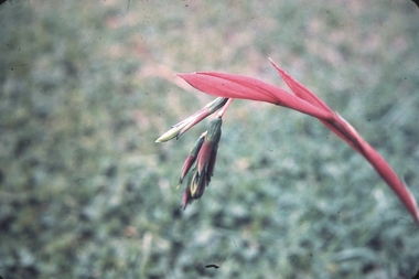 Slide - GARDEN (FLOWERS) 12 HOPE STREET, Nov 1960