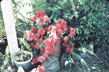 Slide - GARDEN (FLOWERS) 12 HOPE STREET, Nov 1960