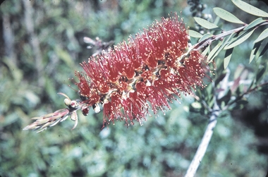 Slide - GARDEN (FLOWERS) 12 HOPE STREET, Nov 1960