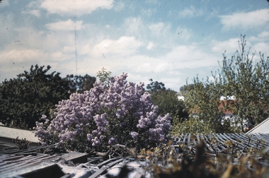 Slide - GARDEN (FLOWERS) 12 HOPE STREET, Nov 1960