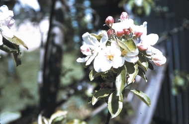 Slide - GARDEN (FLOWERS) 12 HOPE STREET, Nov 1960