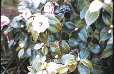 Slide - GARDEN (FLOWERS) 12 HOPE STREET, Nov 1960