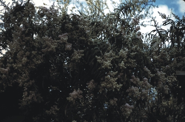 Slide - GARDEN (FLOWERS) 12 HOPE STREET, Nov 1960