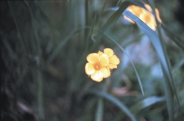 Slide - GARDEN (FLOWERS) 12 HOPE STREET, Nov 1960