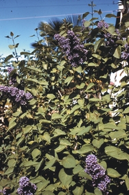 Slide - GARDEN (FLOWERS) 12 HOPE STREET, Nov 1960