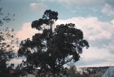 Slide - GARDEN (FLOWERS) 12 HOPE STREET, Nov 1960