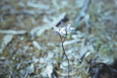 Slide - LAANACOORIE;TARNAGULLA;MALDON, Sep 1960