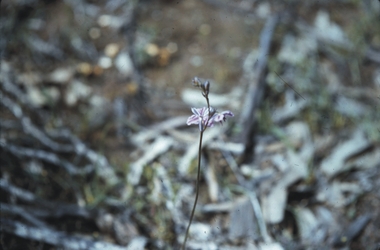 Slide - LAANACOORIE;TARNAGULLA;MALDON, Sep 1960