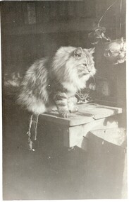 Photograph - PETHARD COLLECTION: PORTRAIT OF THE CAT