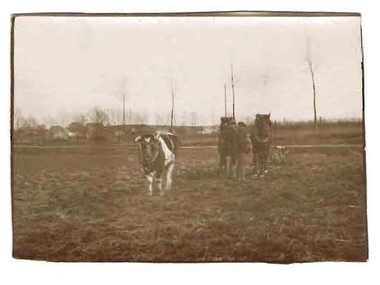 Photograph - ROBERT DENIS KELLY COLLECTION:  PLOUGH TEAM BIESMES