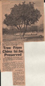Document - BASIL MILLER COLLECTION: TRAMS - 'POMOLOE' TREE FROM CHINA