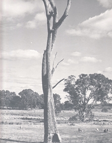 Photograph - AGRICULTURAL SCENE, 1960-70's