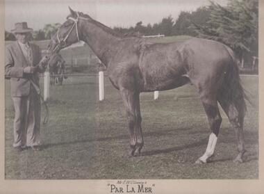 Photograph - PETHERICK COLLECTION: HARNESS RACING