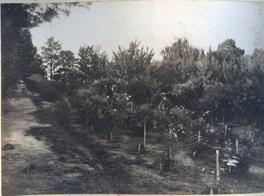 Photograph - FORTUNA COLLECTION: ROSE GARDEN AND FRUIT TREES AT FORTUNA VILLA