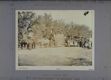 Photograph - COHN BROS. BREWERY EMPLOYEE'S PICNIC, 7th March, 1903