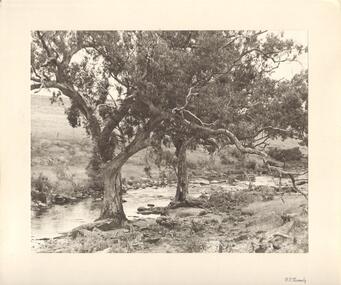 Photograph - TWO LARGE TREES AT EDGE OF CREEK