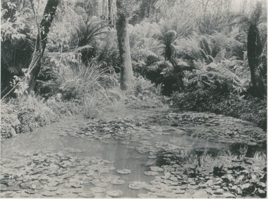 Photograph - LILY POND, ROSALIND PARK, 1900