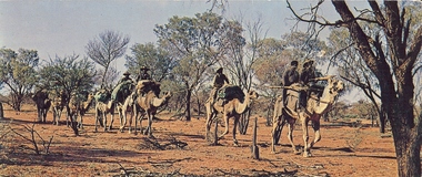 Photograph - BASIL MILLER COLLECTION: POSTCARD - CAMEL TRAIN