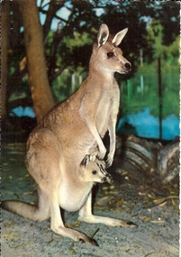 Photograph - BASIL MILLER COLLECTION: PHOTOGRAPH FEMALE KANGAROO AND JOEY IN POUCH