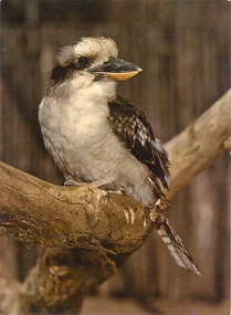 Photograph - BASIL MILLER COLLECTION: POSTCARD KOOKABURRA