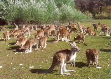 Photograph - BASIL MILLER COLLECTION: POSTCARD AUSTRALIAN ANIMALS