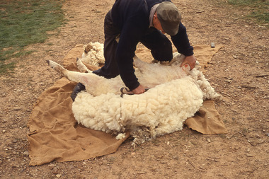 Slide - Mouat Crawford Collection: Farming Life in the Wimmera, c1960s