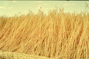 Slide - Mouat Crawford Collection: Farming Life in the Wimmera, c1960s