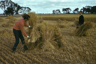 Slide - Mouat Crawford Collection: Farming Life in the Wimmera, c1960s