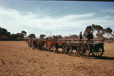 Slide - Mouat Crawford Collection: Farming Life in the Wimmera, c1960s
