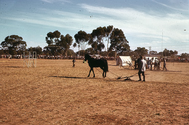 Slide - Mouat Crawford Collection: Farming Life in the Wimmera, c1960s