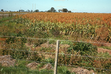 Slide - Mouat Crawford Collection: Farming Life in the Wimmera, c1960s