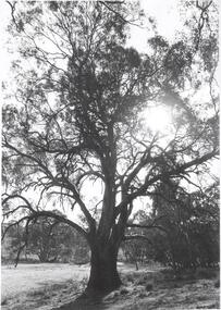 Photograph - BENDIGO ADVERTISER COLLECTION: LARGE GUM TREE AT LOCKWOOD SOUTH, 10/08/1993