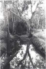 Photograph - BENDIGO ADVERTISER COLLECTION: BULLOCK CREEK (PROBABLY) AT LOCKWOOD SOUTH