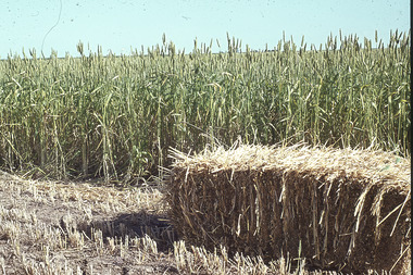 Slide - Mouat Crawford Collection: Farming Life in the Wimmera, c1960s