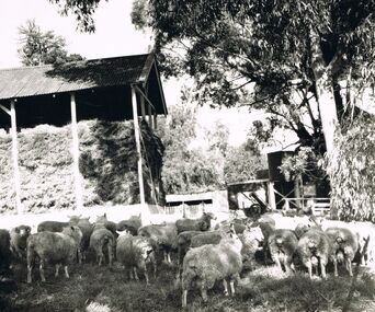 Photograph - 'MARYDALE' AXEDALE COLLECTION: PHOTOGRAPH HAYSHED AND FLOCK OF SHEEP