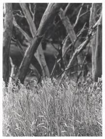 Photograph - BENDIGO ADVERTISER COLLECTION: GRASS AND TREES AT AXEDALE, 16/06/1993