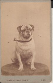 Photograph - ELMA WINSLADE WELLS COLLECTION: PHOTOGRAPH OF JACK THE DOG
