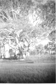 Photograph - HARRY BIGGS COLLECTION: BOORT CEMETERY