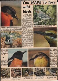 Newspaper - LYDIA CHANCELLOR COLLECTION: BENDIGO BIRDS
