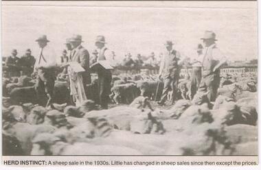 Newspaper - JENNY FOLEY COLLECTION: HERD INSTINCT