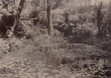 Photograph - ROSALIND PARK FERNERY
