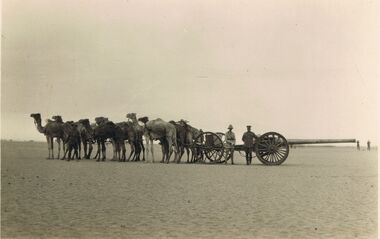 Postcard - ACC LOCK COLLECTION: B&W  PHOTO OF 12 CAMELS AND A 7IN GUN, POSTCARD, 1914-1918