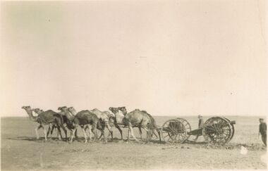Postcard - ACC LOCK COLLECTION: B&W PHOTO OF A 6 CAMEL TEAM WITH A GUN CARRIAGE, POSTCARD, 1914-1918