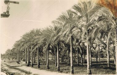 Postcard - ACC LOCK COLLECTION: B&W PHOTO OF DATE PALMS, POSTCARD, 1914-1918