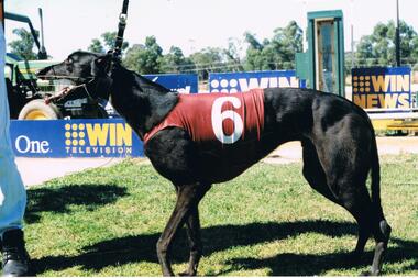 Photograph - COLOUR PHOTO OF WINNING GREYHOUND NO 6