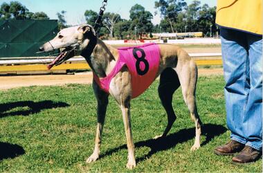 Photograph - COLOUR PHOTOGRAPH OF GREYHOUND
