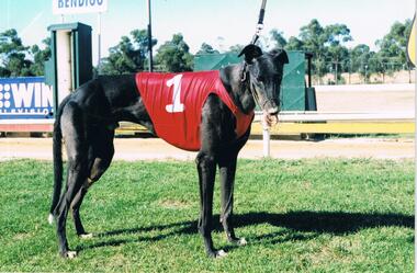 Photograph - COLOUR PHOTGRAPH OF GREYHOUND