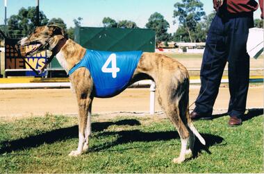 Photograph - COLOUR PHOTOGRAPH OF GREYHOUND