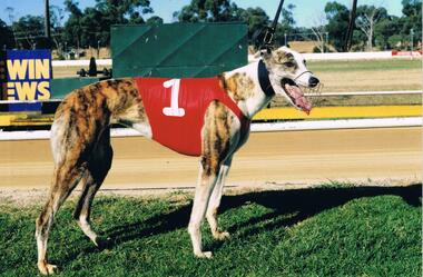 Photograph - COLOUR PHOTOGRAPH OF GREYHOUND